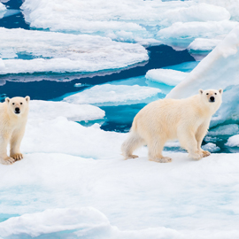 Deux ours polaires sur la banquise