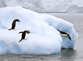 Trois manchots royaux plongeant depuis un rocher