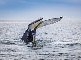 Queue de baleine à bosse plongeant en pleine mer