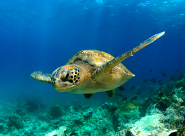 Les tortues des îles Galápagos