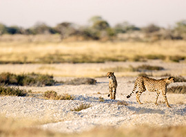 Le parc national d'Etosha en Namibie