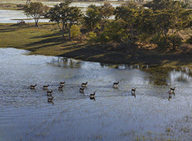 Des antilopes au delta de l'Okavango