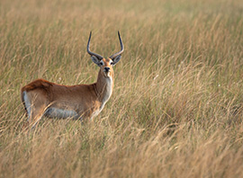 Cobe lechwe, une espèce d'antilope