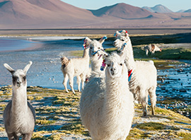 L'Altiplano, au cœur de la cordillère des Andes