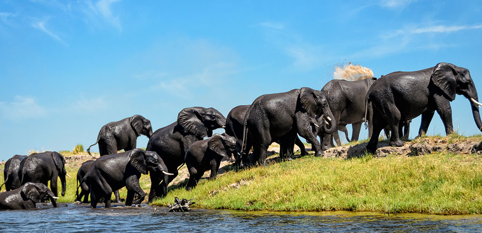 Des éléphants noirs d'Afrique