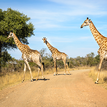 Des girafes traversant le parc Kruger en Eswatini