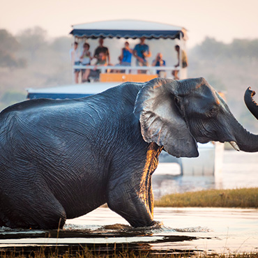 Un éléphant traversant une rivière au Parc National de Chobe