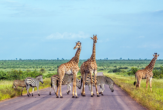 L'Afrique du Sud